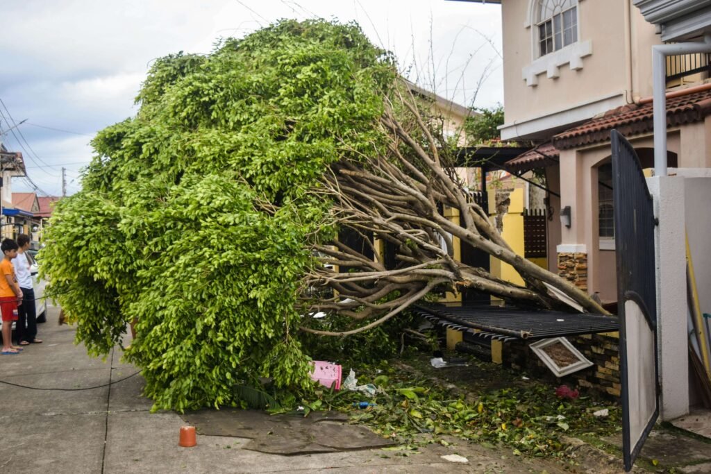 tree services in asheville, nc – villanueva tree services22