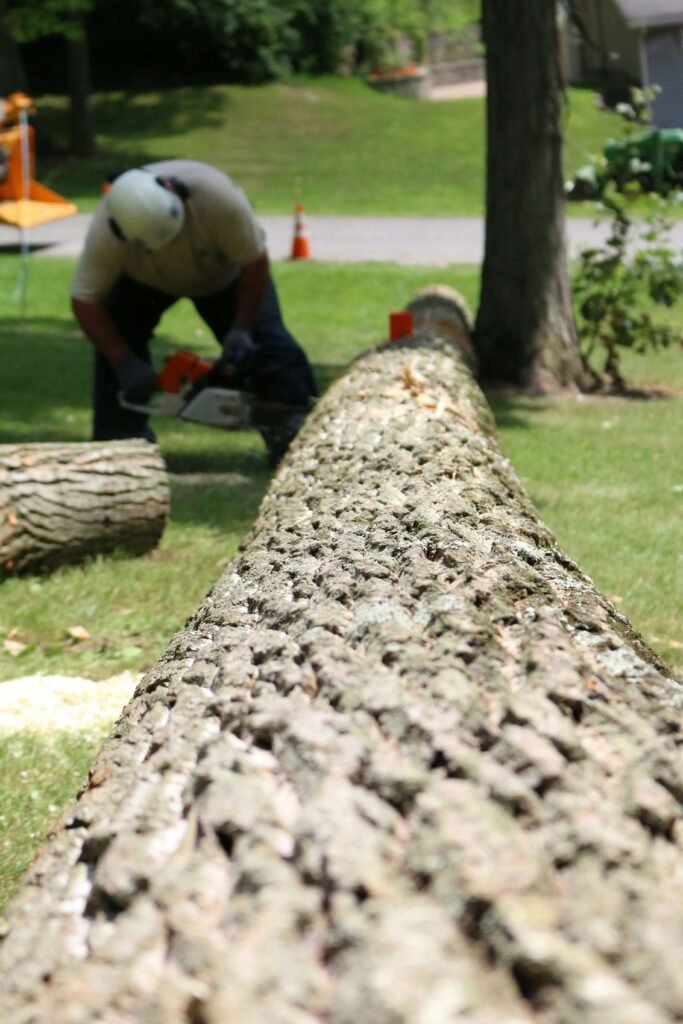Professional tree services icons representing tree removal, trimming, pruning, and stump grinding in Asheville, North Carolina