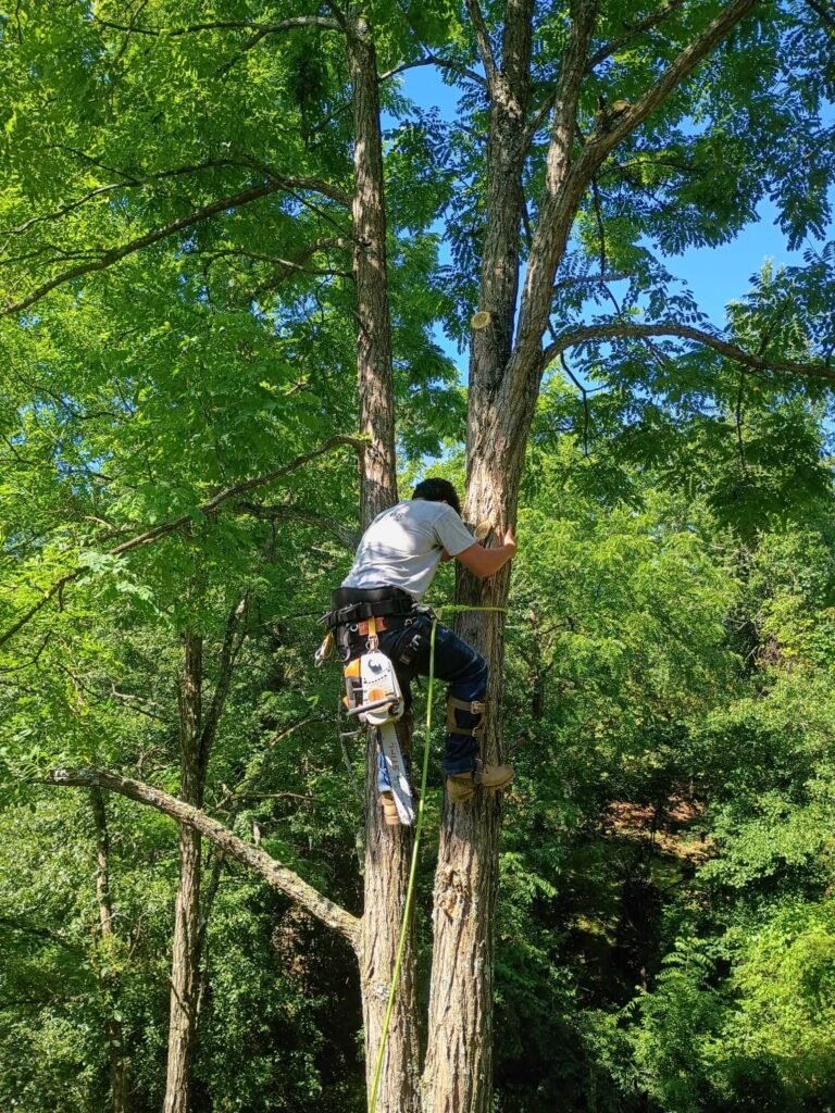 Tree services in Asheville North Carolina including tree removal, trimming, pruning, and stump grinding by Villanueva Tree Services
