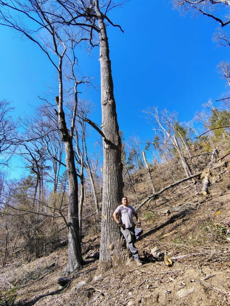 villanueva tree services – professional tree care in asheville, nc3 Tree services in Asheville North Carolina including tree removal, trimming, pruning, and stump grinding by Villanueva Tree Services