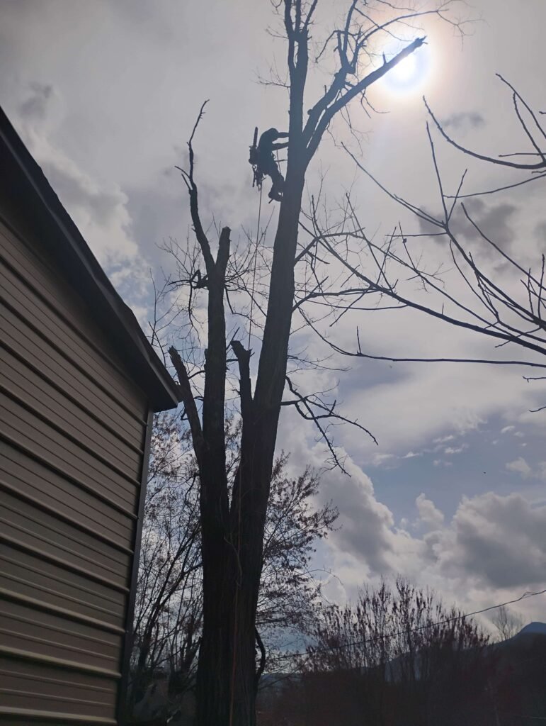 Villanueva Tree Services – Professional Tree Care In Asheville NC5 771x1024